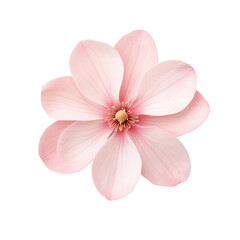 Obraz premium Beautiful pink magnolia flower isolated on transparent background.