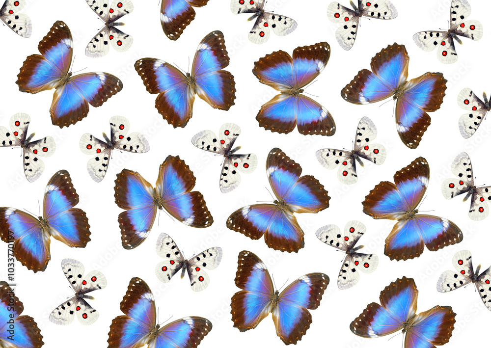 Poster bright morpho and apollo butterflies on white background. abstract pattern of colorful tropical butt