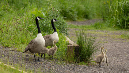 canada goose branta canadensis,common european waterfowl