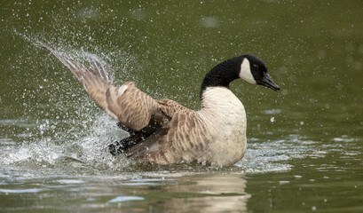 canada goose branta canadensis,common european waterfowl