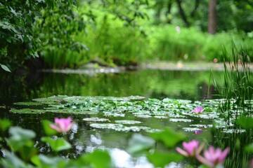 Obraz premium Serene lily pads bloom beside a tranquil pond in a lush green park on a sunny day