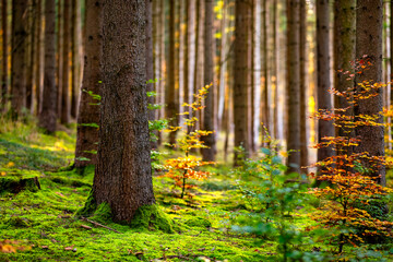 Obraz premium Autumn colors in the “Schönbuch” in Baden-Württemberg between Tübingen and Stuttgart (Germany). Idyllic light mood on a magical morning in October with orange yellow green foliage. Mossy ground.