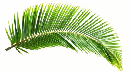 Obraz premium Coconut Palm Leaf Isolated on a White Background for Tropical and Aesthetic Designs Featuring Lush Greenery