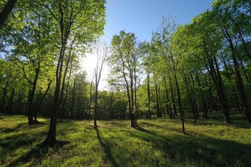 Sunlight filtering through lush green trees in a serene forest during a bright spring afternoon