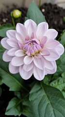 Fototapeta premium Delicate pale pink dahlia blooms gracefully in a sunlit garden at midday