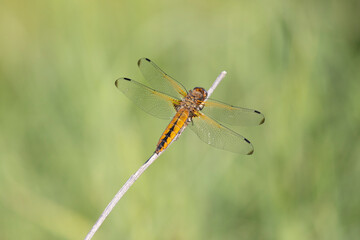 Dragonfly sits on dry grass on a green background close up