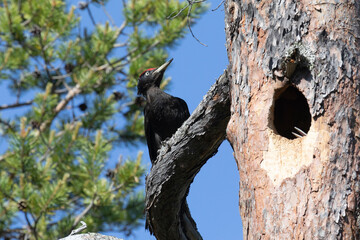 Adult male black woodpecker feeding a chick