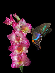 tropical swallowtail butterfly on colorful pink gladiolus in water drops isolated on black