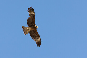 Black kite (Milvus migrans) in flight