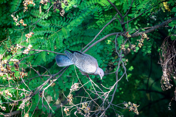 Wild dove known as "pombão" or "asa branca" or "pomba carijó" (Patagioenas picazuro) in selective focus and closeup