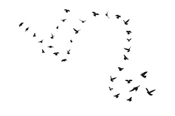 Flying birds in silhouette, flock, flight in different positions. Hover, soaring, landing, flying, flutter