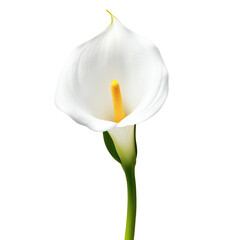 Elegant white calla lily bloom with vibrant yellow center, isolated on transparent background.