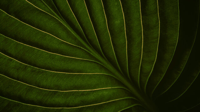 Closeup macro of lush green tropical jungle leaf with veins texture, stylish natural earthy backdrop, organic nature background, travel, fashion, beauty, luxury lifestyle concept with copy space