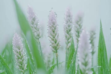 Delicate white flowers adorned with raindrops, surrounded by lush green foliage in a serene, misty atmosphere.