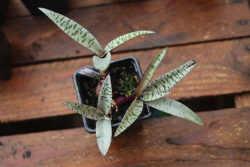 Scilla violacea Cebulica fiołkowa © Perovskia