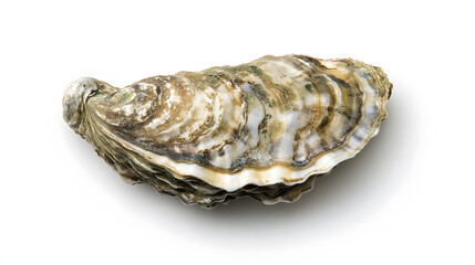 Top view of an elongated oyster on a clean white background, showcasing its unique shape and texture, emphasizing natural elegance and simplicity