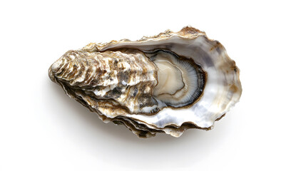 Naklejka premium Top View of a Long Oyster on a White Surface, showcasing intricate textures and natural curves, highlighting the beauty of marine life