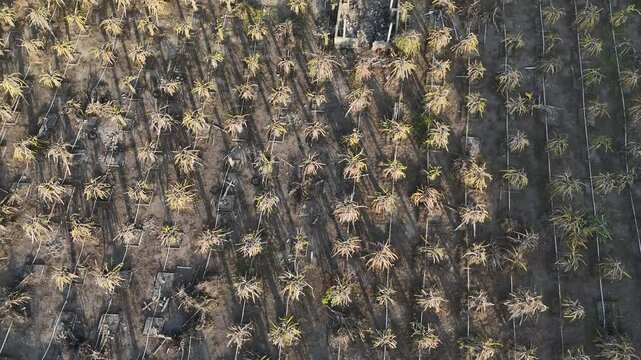 A large dragon fruit orchard featuring trees harvested in the afternoon light
