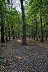 Path in the park in the autumn. Sunny day in the forest. Autumn forest with fallen leaves on the ground and trees in the background