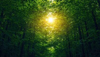 Obraz premium An aweinspiring photograph of a dense forest