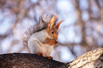 A cute squirrel eats a hazelnut while sitting on a tree branch looking at the photographer