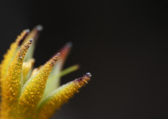 macro of a yellow kangaroo paw flower