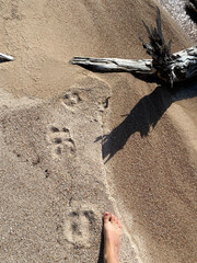 A person is walking on the beach and leaves a footprint in the sand. The beach is sandy and the person is barefoot