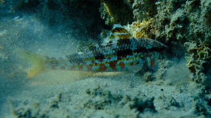 Striped red mullet or surmullet (Mullus surmuletus) undersea, Aegean Sea, Greece, Halkidiki, Pirgos beach