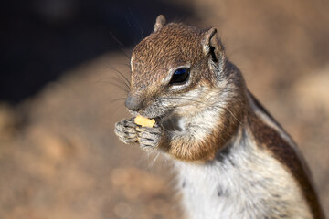 Atlashörnchen (Atlantoxerus getulus) in Nahaufnahme, frisst ein Stück Weißbrot - Fuerteventura, Kanarische Inseln