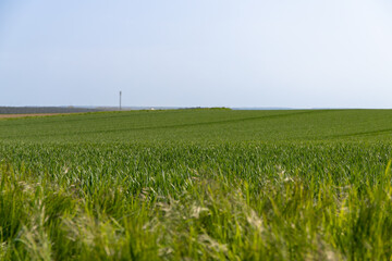 Panoramic view over a field with a row of trees and a hill in the background