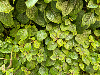 Plectranthus purpuratus or purple swedish ivy plant. Green leaves background. Nerved leaves with purple edges. Fresh and intense green. 