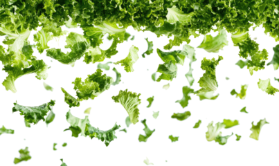 lettuce salad leaves on transparent background