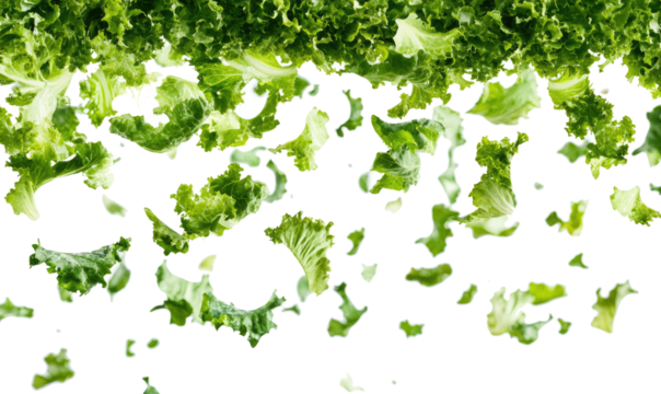 lettuce salad leaves on transparent background