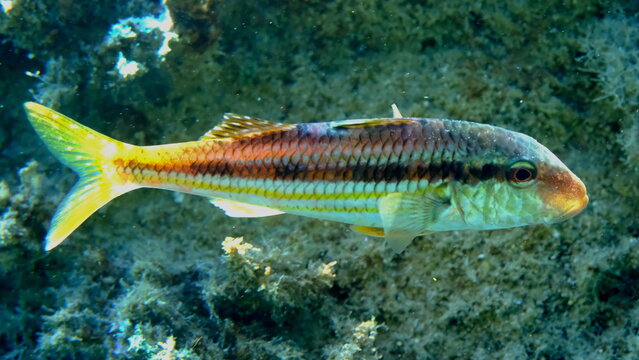 Striped red mullet or surmullet (Mullus surmuletus) undersea, Aegean Sea, Greece, Halkidiki, Pirgos beach