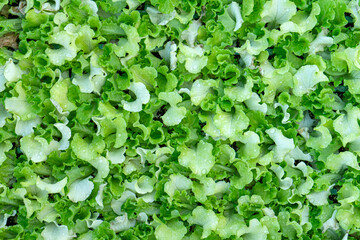 A vibrant shot of a seed tray filled with small, fresh lettuce seedlings ready for planting. Ideal for gardening, farming, and healthy living themes.