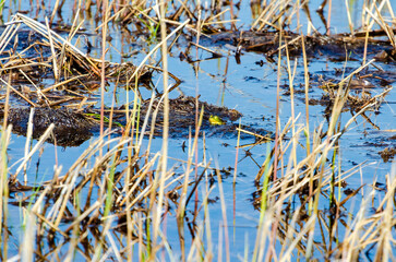 A green frog crouching in the middle of a swamp basking in front of the sun on a spring day, close up, horizontal