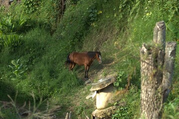 ciervo, animal, mamífero, naturaleza, fauna, inhospitalario, bosque, césped, café, animal, chacras, dehesa, árbol, campa, verde, caballo, asno, cierva, cabra, alce, verano, vaca
