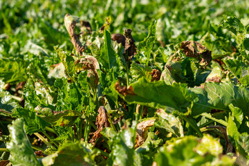 Close-up of a sugar beet plant in September before harvest