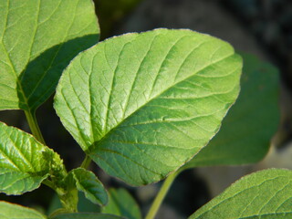 Green leaf background from tropical area