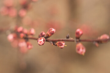 berries on a branch