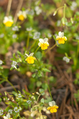 flowers in the garden