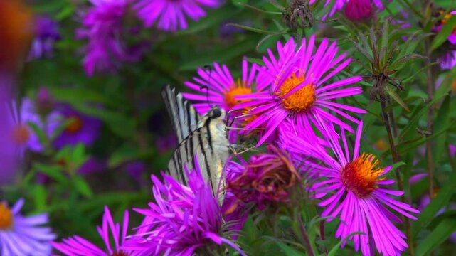 The scarce swallowtail - Iphiclides podalirius, butterfly collects nectar on red aster flowers in a garden, Ukraine