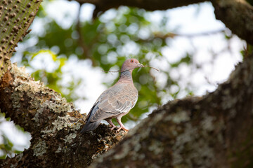 Wild dove known as 