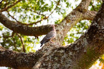 Wild dove known as 