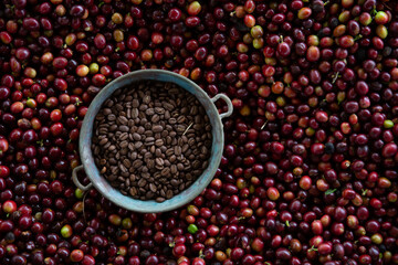 CloseUp of a Bunch of Roasted Arabica Coffee Beans in a Metal Pot with Coffee Fresh Red Cherries on the background. Coffee Grain Texture Background. Agriculture Concept. Coffee Harvest drying beans