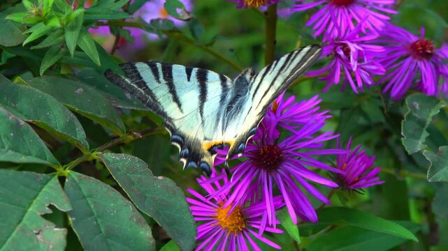 The scarce swallowtail - Iphiclides podalirius, butterfly collects nectar on red aster flowers in a garden, Ukraine