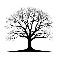 Fototapeta premium Detailed silhouette of a tree with intricate branches and no leaves, white isolated background.