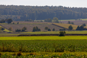 Obraz premium Panoramic view over a field with a row of trees and a hill in the background