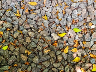 Fill inframe photo, gravel for soil layer with fallen leaves on top.