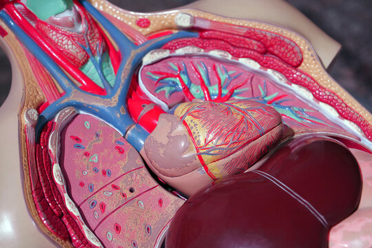 Internal organs of human. Model of internal organs of people